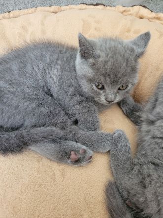 Britisch Kurzhaar Kitten