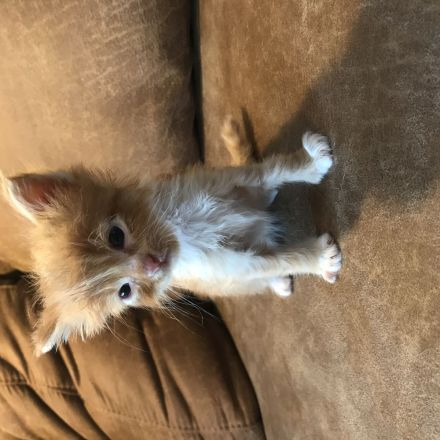 Maine Coon Kitten Reinrassig