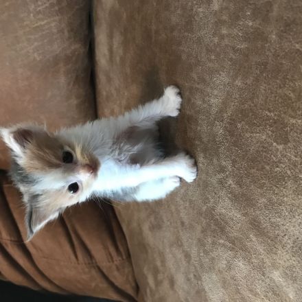 Maine Coon Kitten Reinrassig