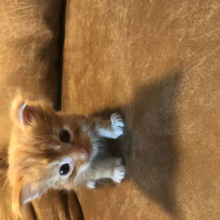 Maine Coon Kitten Reinrassig