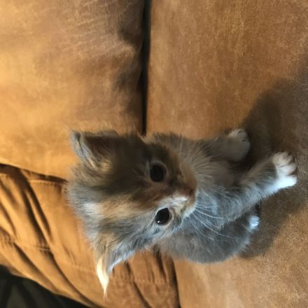 Maine Coon Kitten Reinrassig