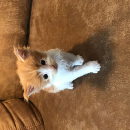 Maine Coon Kitten Reinrassig