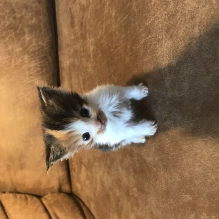 Maine Coon Kitten Reinrassig