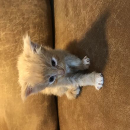 Maine Coon Kitten Reinrassig