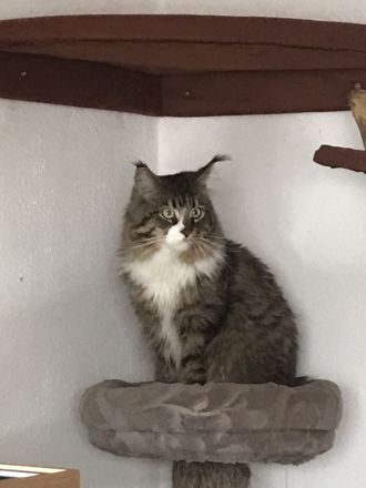 Maine Coon Kitten Reinrassig