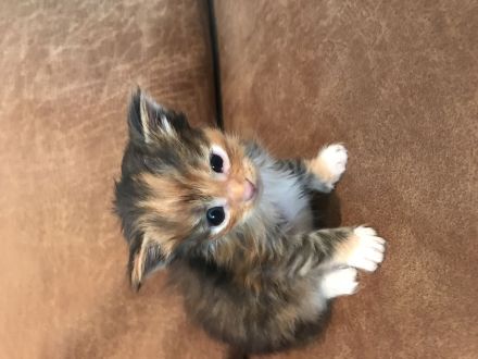Maine Coon Kitten Reinrassig