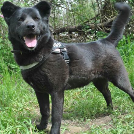 Arana sucht ein Zuhause wo man mit ihr die große weite Welt erkundet.....