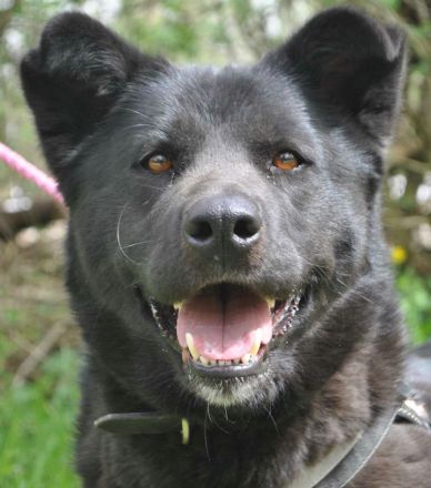 Arana sucht ein Zuhause wo man mit ihr die große weite Welt erkundet.....