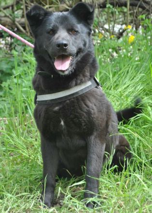 Arana sucht ein Zuhause wo man mit ihr die große weite Welt erkundet.....