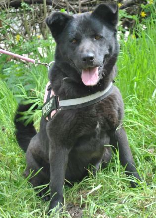 Arana sucht ein Zuhause wo man mit ihr die große weite Welt erkundet.....