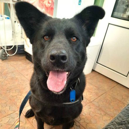 Arana sucht ein Zuhause wo man mit ihr die große weite Welt erkundet.....