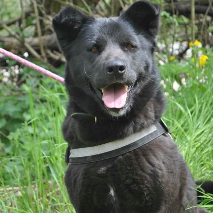 Arana sucht ein Zuhause wo man mit ihr die große weite Welt erkundet.....