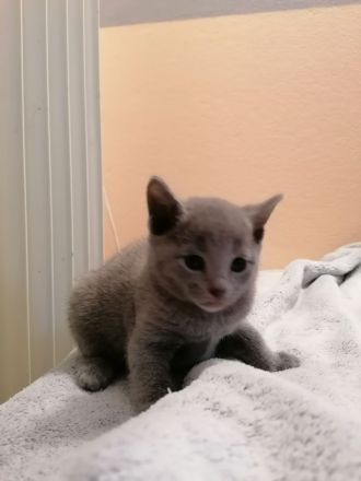 Russisch Blau kitten mit Stammbaum