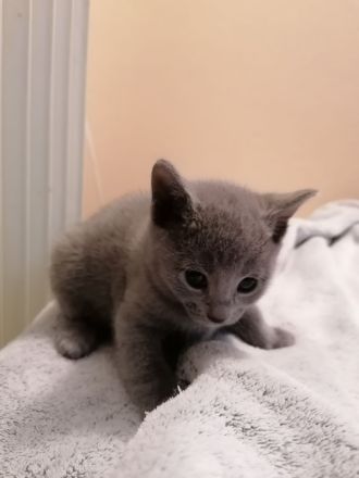 Russisch Blau kitten mit Stammbaum