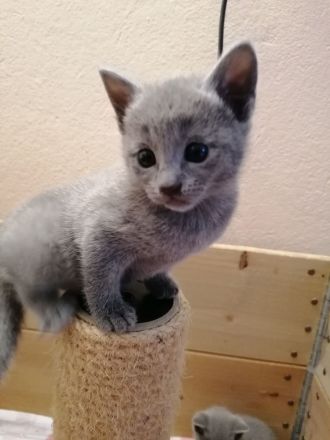 Russisch Blau kitten mit Stammbaum