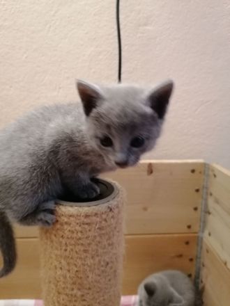 Russisch Blau kitten mit Stammbaum