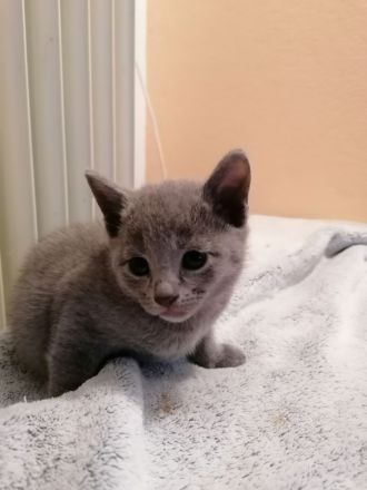 Russisch Blau kitten mit Stammbaum