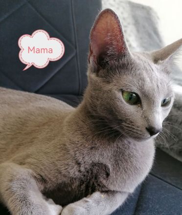 Russisch Blau kitten mit Stammbaum