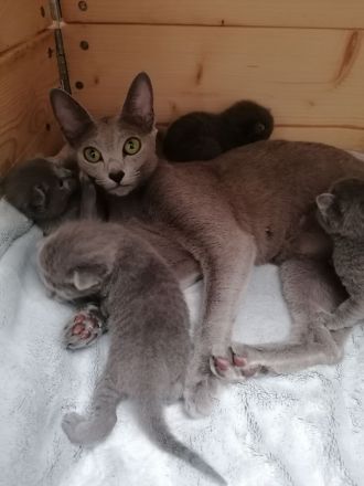 Russisch Blau kitten mit Stammbaum