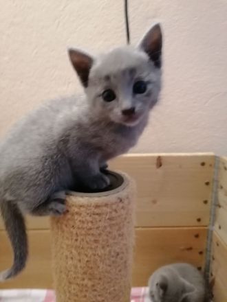 Russisch Blau kitten mit Stammbaum