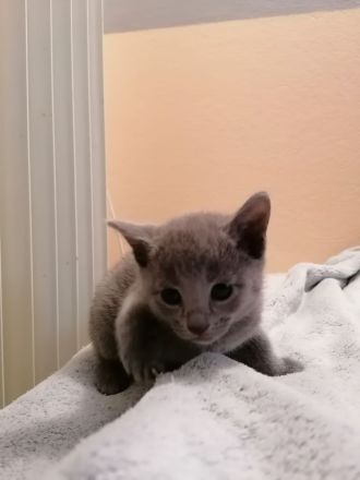 Russisch Blau kitten mit Stammbaum