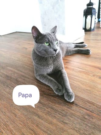 Russisch Blau kitten mit Stammbaum