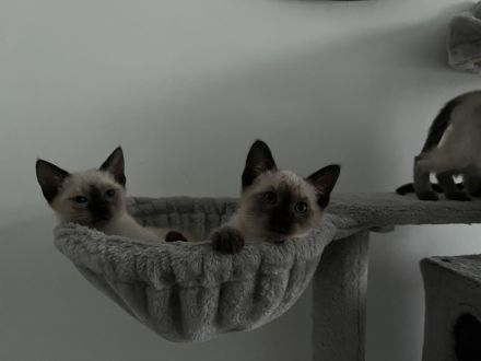 Siamkitten