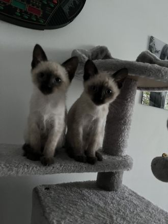 Siamkitten