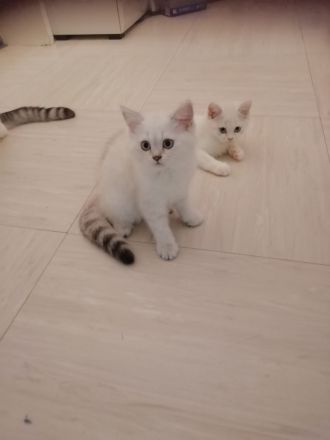 Bkh kitten, reinrassig, 2x geimpft