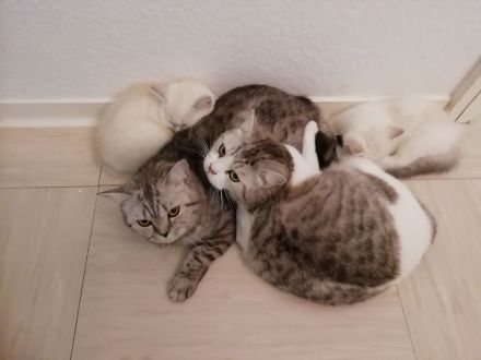 Bkh kitten, reinrassig, 2x geimpft