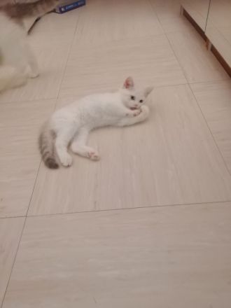 Bkh kitten, reinrassig, 2x geimpft