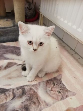 Bkh kitten, reinrassig, 2x geimpft