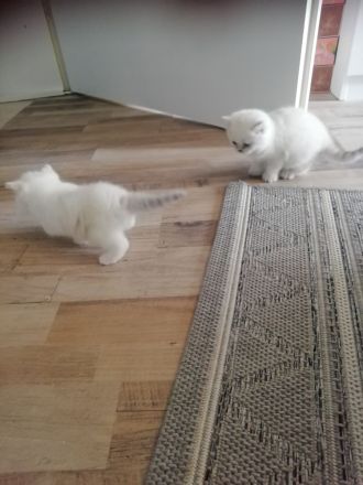 Bkh kitten, reinrassig, 2x geimpft