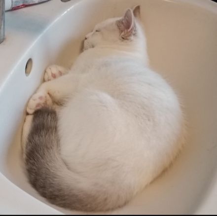 Bkh kitten, reinrassig, 2x geimpft