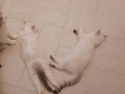 Bkh kitten, reinrassig, 2x geimpft