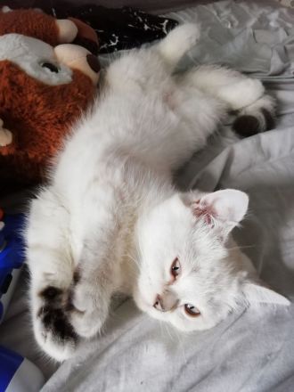 Bkh kitten, reinrassig, 2x geimpft