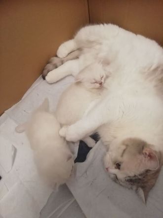 Bkh kitten, reinrassig, 2x geimpft