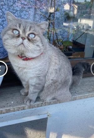 Bkh kitten, reinrassig, 2x geimpft