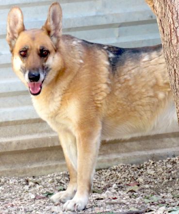 Sheila, weiblicher Schäferhund-Mix