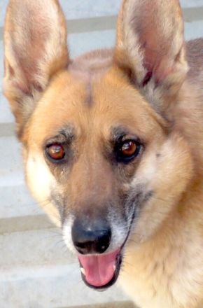 Sheila, weiblicher Schäferhund-Mix