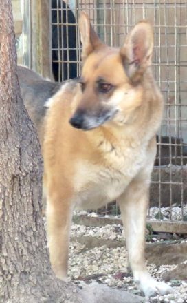 Sheila, weiblicher Schäferhund-Mix