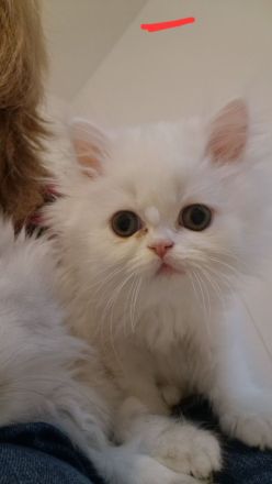 4 süße Perserbabys