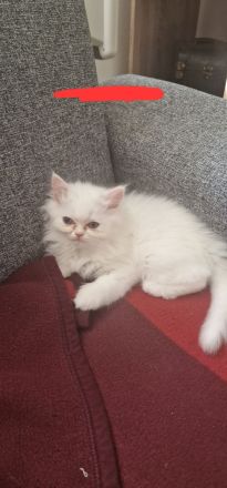 4 süße Perserbabys