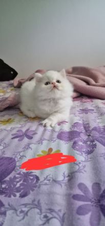 4 süße Perserbabys