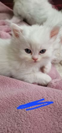 4 süße Perserbabys