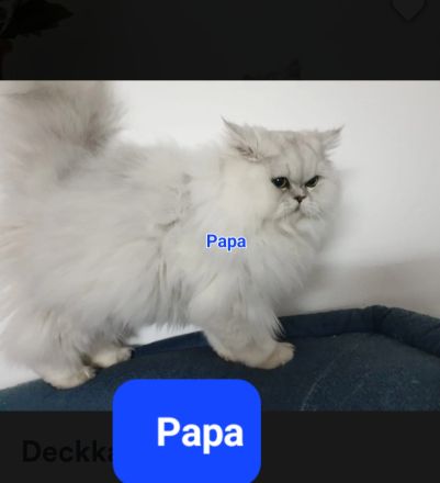 4 süße Perserbabys