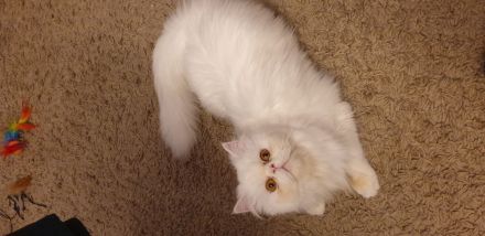 4 süße Perserbabys