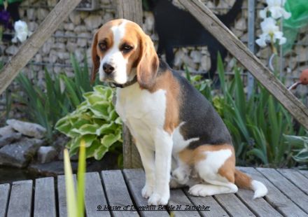 Beagledeckrüde Rr., tri.;