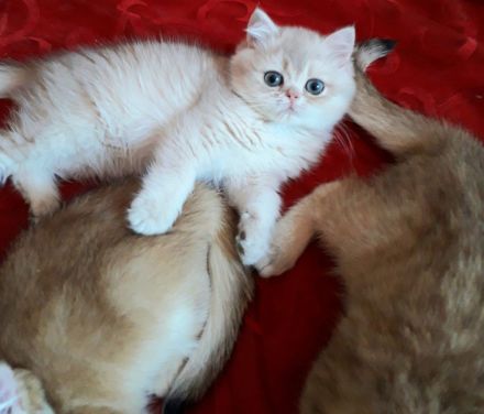 Wunderschöne BKH  Katerchen