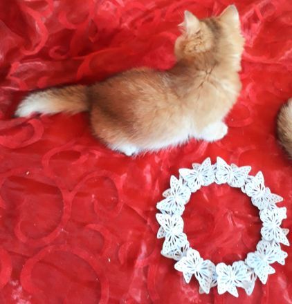 Wunderschöne BKH  Katerchen